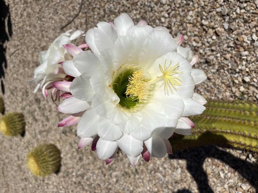 Desert cactus flower bloom — photo by Barbara Kochan, Spring 2026